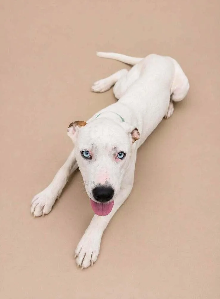 A baby medium-sized female White / Cream Mixed Breed dog named Jetta for adoption in Statesboro, GA