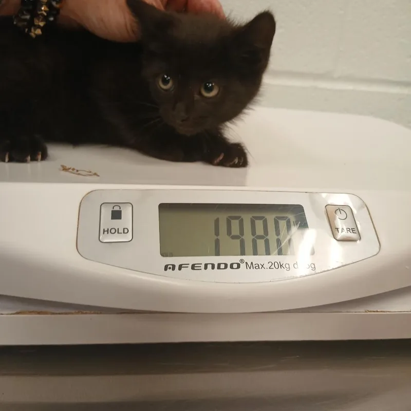A baby small-sized male Black Domestic Short Hair cat named Capone for adoption in Chattanooga, TN