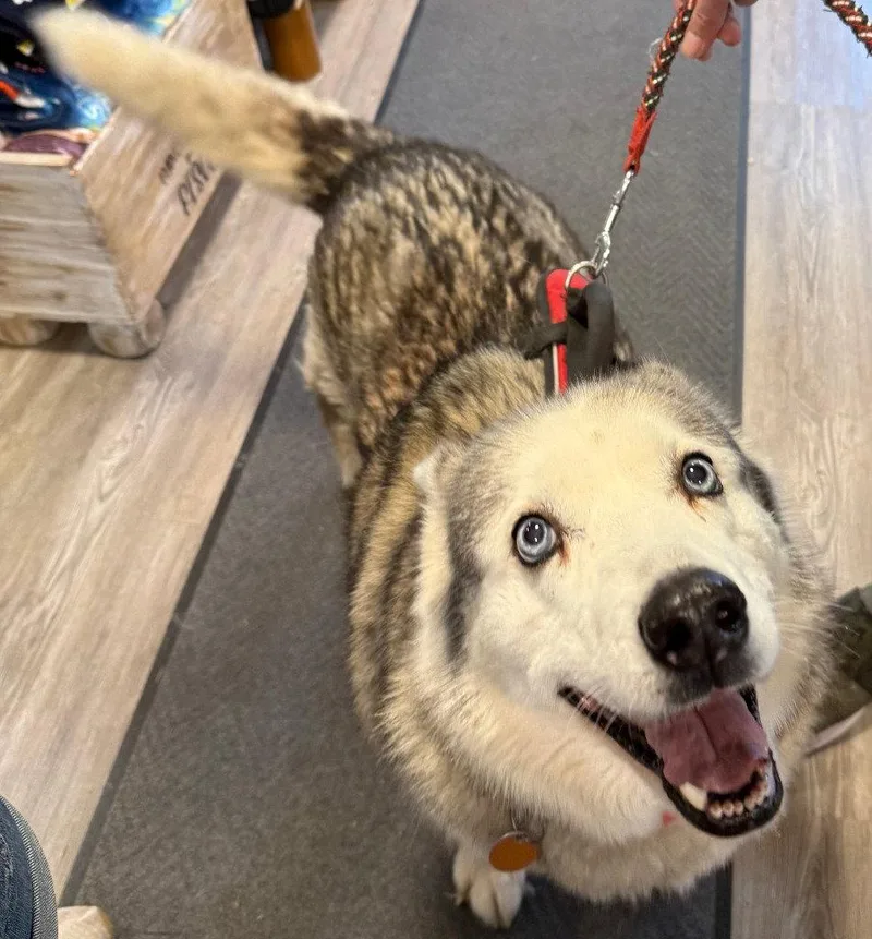 An adult medium-sized female Siberian Husky dog named Sakhara for adoption in Emmett, ID