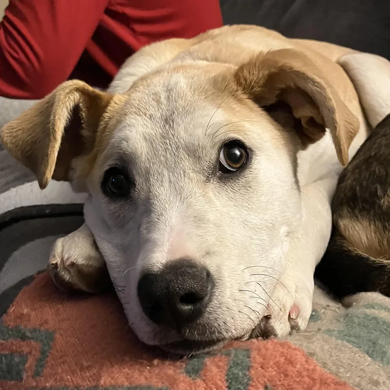 Brandy Spirits  Local thumbnail 2