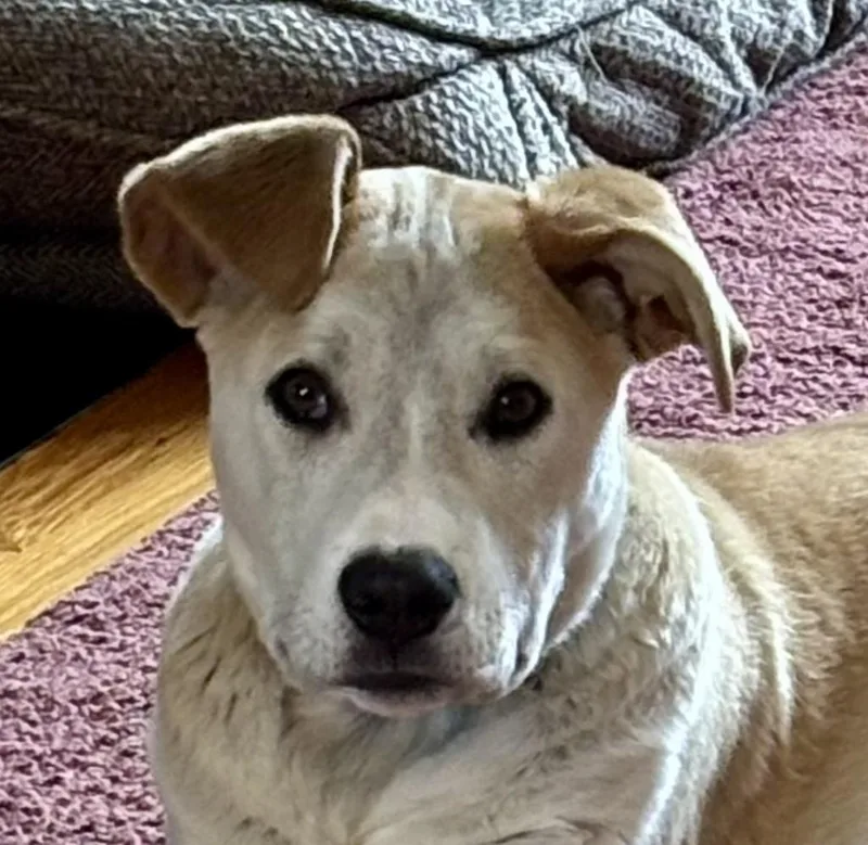 Brandy Spirits Local