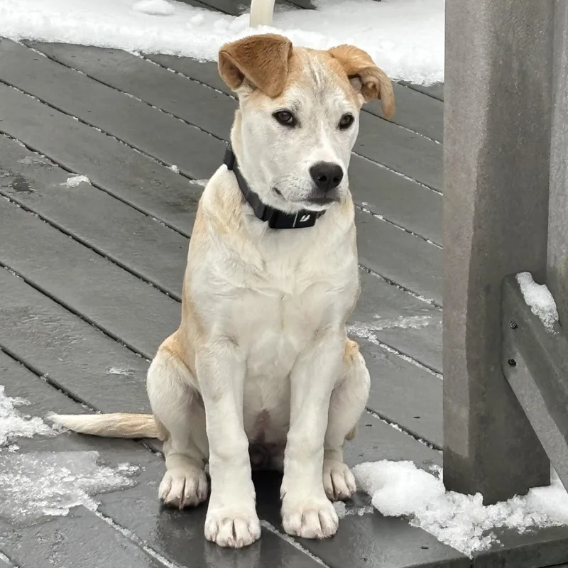 Brandy Spirits  Local thumbnail 5