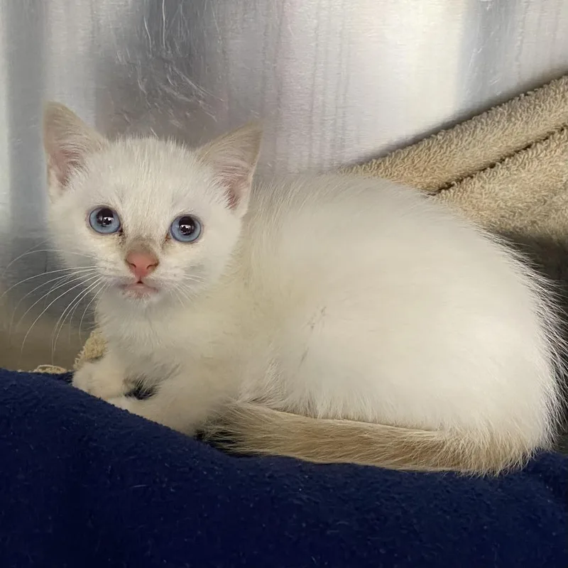 A baby small-sized female Flame Point Domestic Short Hair cat named Mic Drop for adoption in Springfield, MA