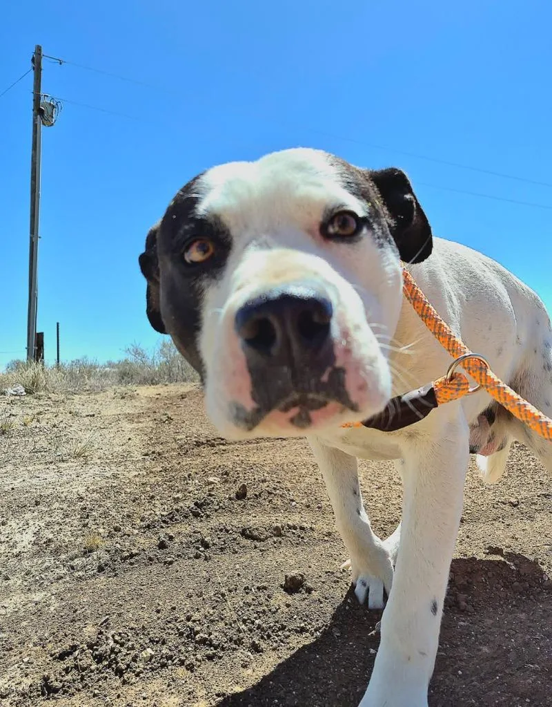 A young large-sized male Pit Bull Terrier dog named Romeo for adoption in Moriarty, NM
