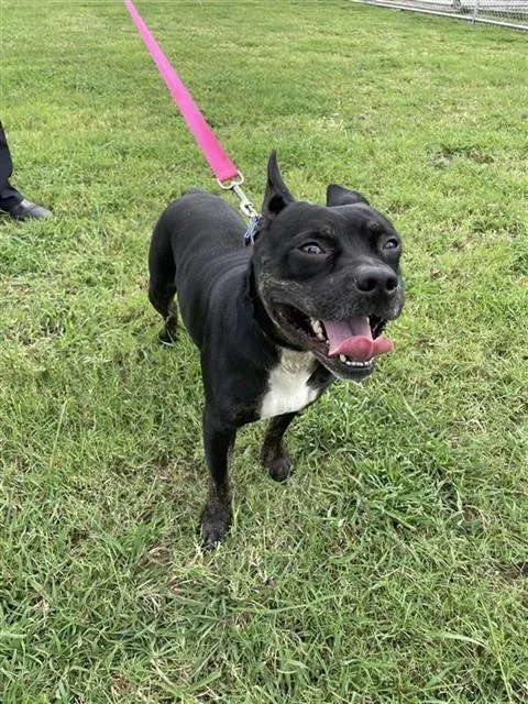An adult medium-sized male American Staffordshire Terrier dog named Roger for adoption in Corpus Christi, TX