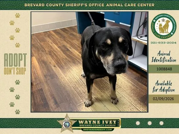 An adult large-sized male Mixed Breed dog named Benjamin for adoption in Melbourne, FL