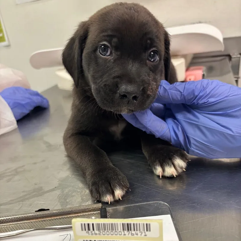 A baby small-sized male Black Mixed Breed dog named Duke for adoption in Springboro, OH
