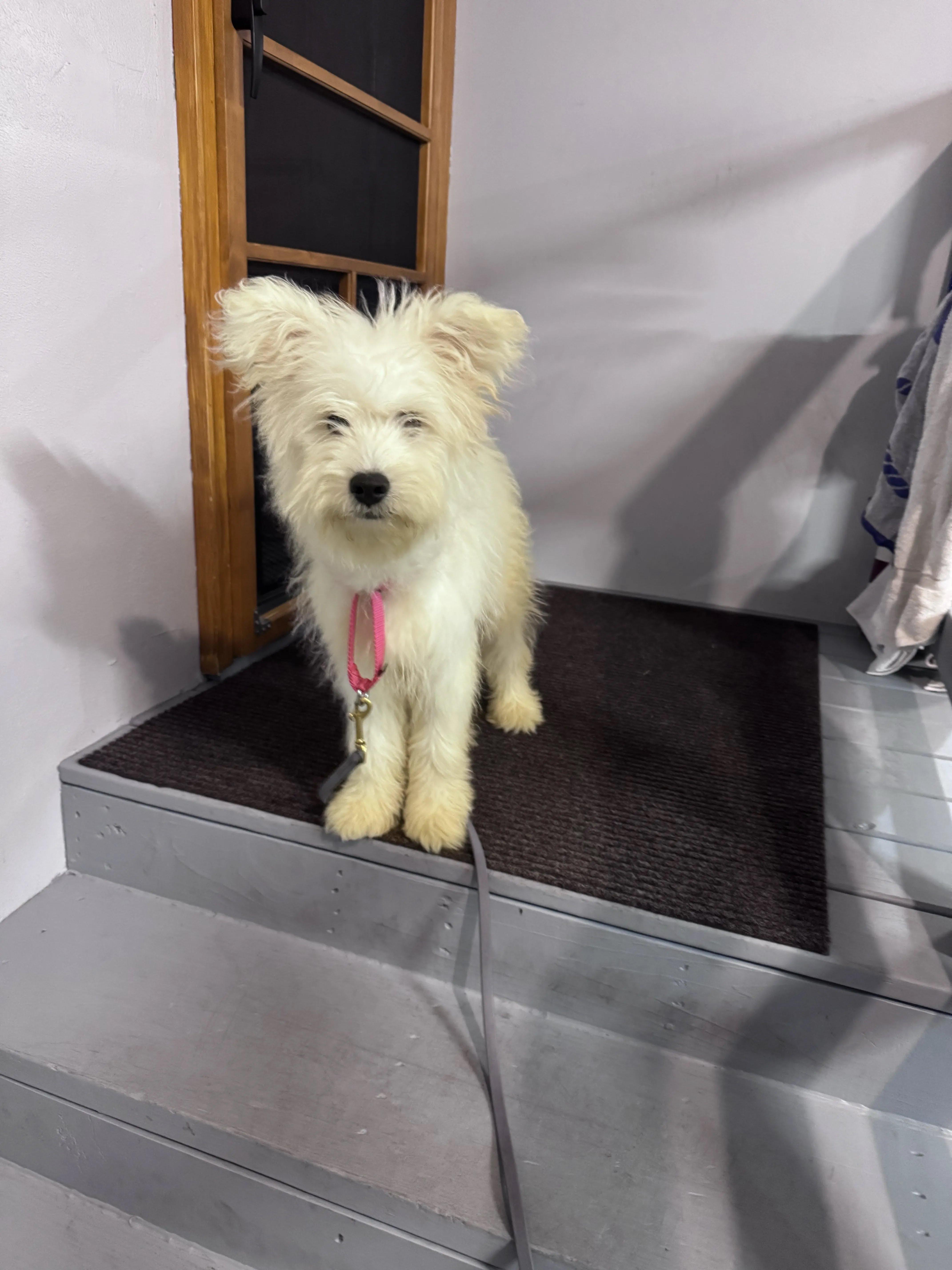 A baby medium-sized male White / Cream Mixed Breed dog named Krypto for adoption in Evanston, IL