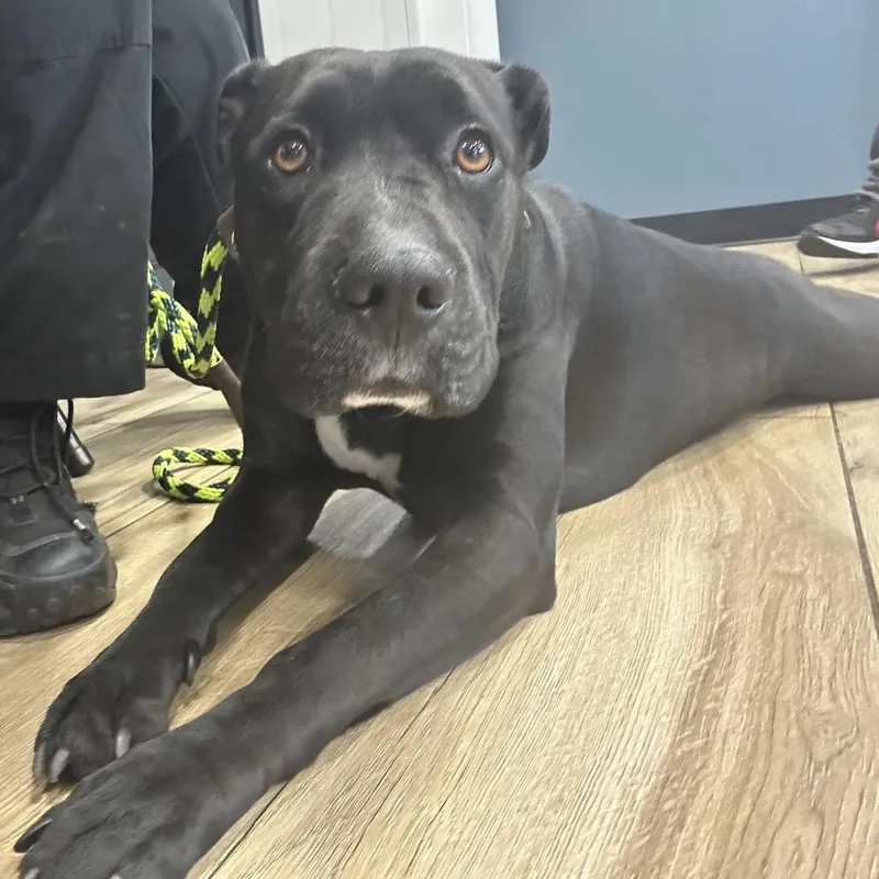 An adult medium-sized female Black Pit Bull Terrier dog named Nala for adoption in Newark, NJ