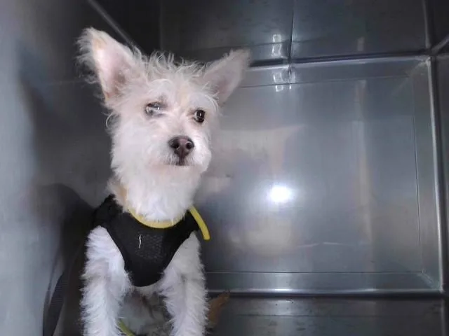 A young small-sized male Terrier dog named Ditto for adoption in Baldwin Park, CA