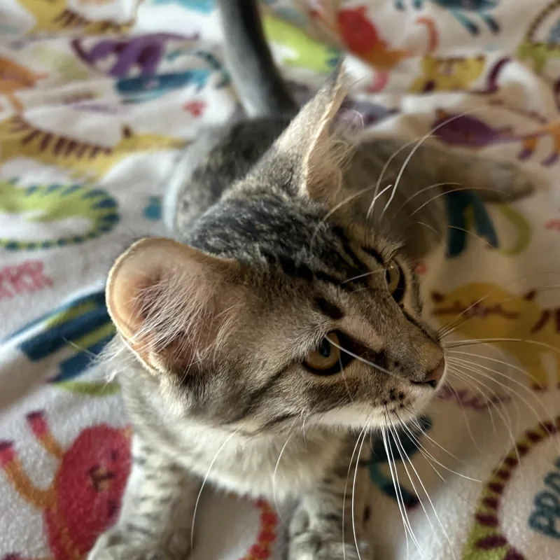 A baby medium-sized male Tabby (Brown / Chocolate) Tabby cat named Brownie for adoption in SCOTTSDALE, AZ