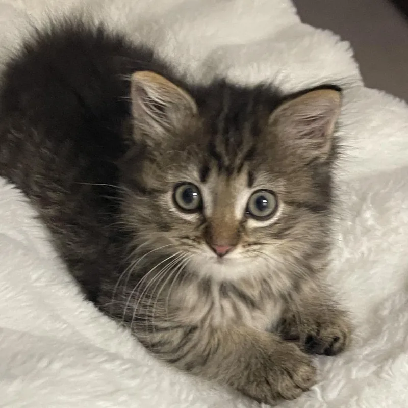 A baby small-sized female Brown / Chocolate Domestic Short Hair cat named Grigio for adoption in Potomac, MD