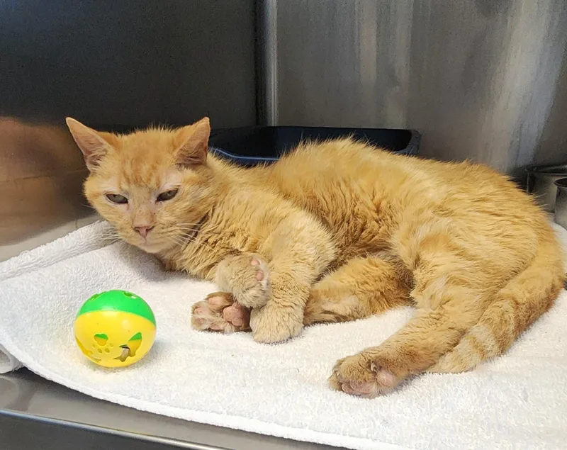 An adult small-sized male Tabby (Orange / Red) Domestic Short Hair cat named Melon for adoption in Stanley, VA