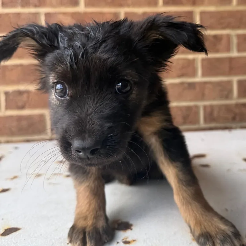 A baby small-sized female Black Shepherd dog named Spinach for adoption in Birmingham, AL