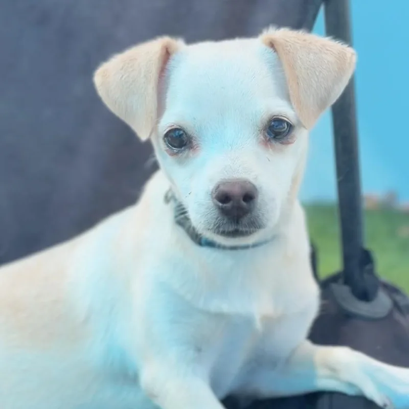 Rosie thumbnail 3