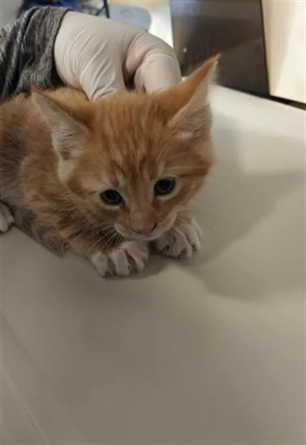 A baby small-sized male Domestic Short Hair cat named Simba for adoption in Santa Fe, NM