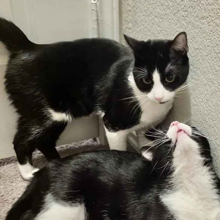 A baby medium-sized male Black & White / Tuxedo Domestic Medium Hair cat named Kevin for adoption in Liverpool, TX