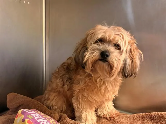 An adult small-sized female Havanese dog named Dazzle for adoption in Rancho Cucamonga, CA