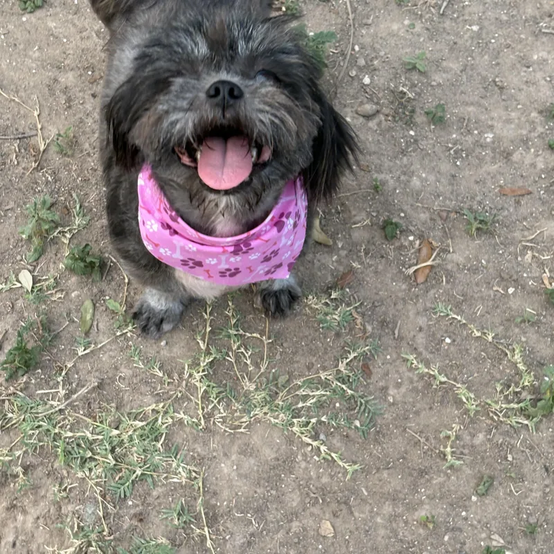 An adult small-sized female Shih Tzu dog named Kiki for adoption in Mcallen, TX