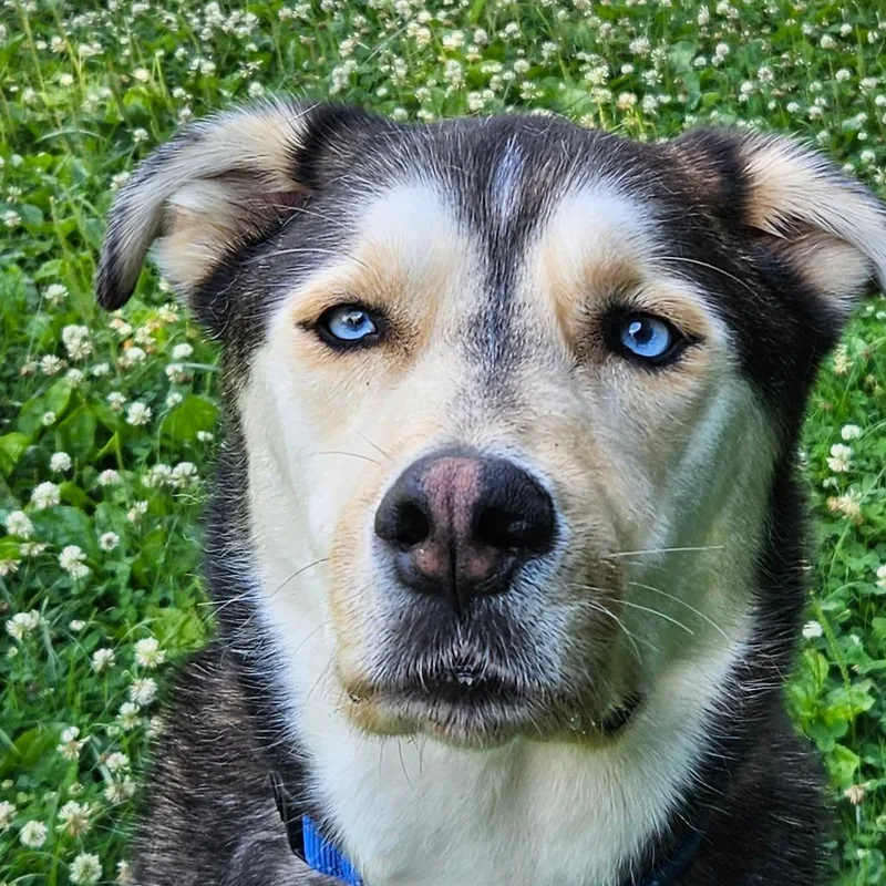 An adult medium-sized male Brown / Chocolate Husky dog named Chester for adoption in Wilmington, DE