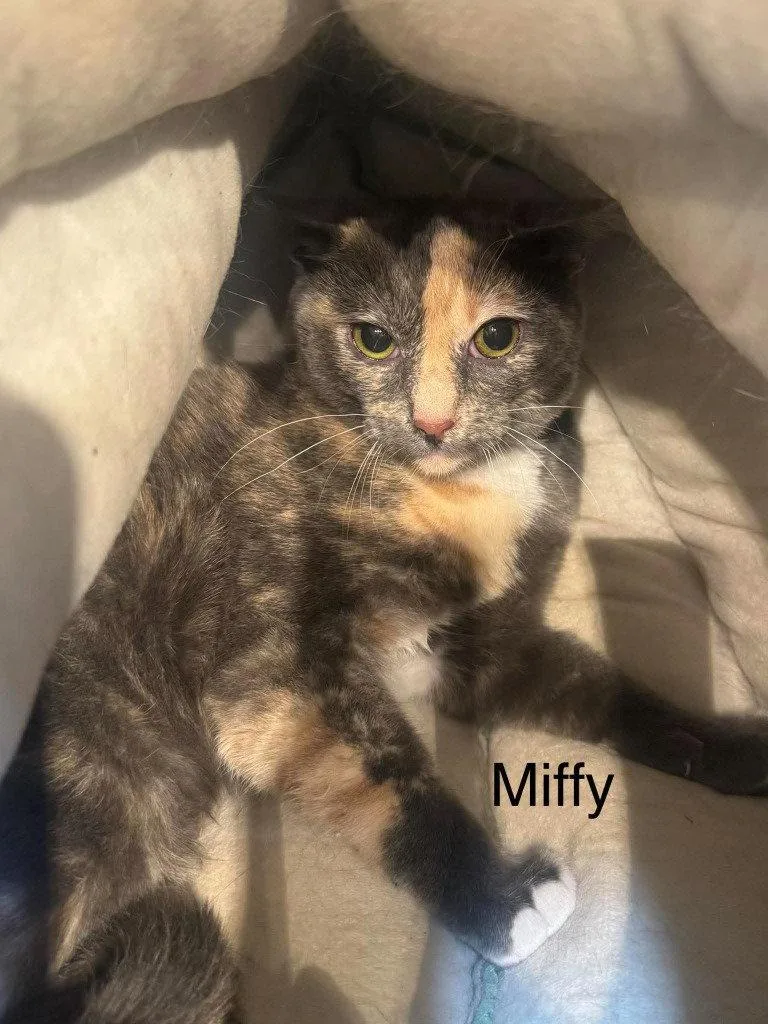 A young small-sized female Dilute Calico cat named Miffy for adoption in Saint George, UT