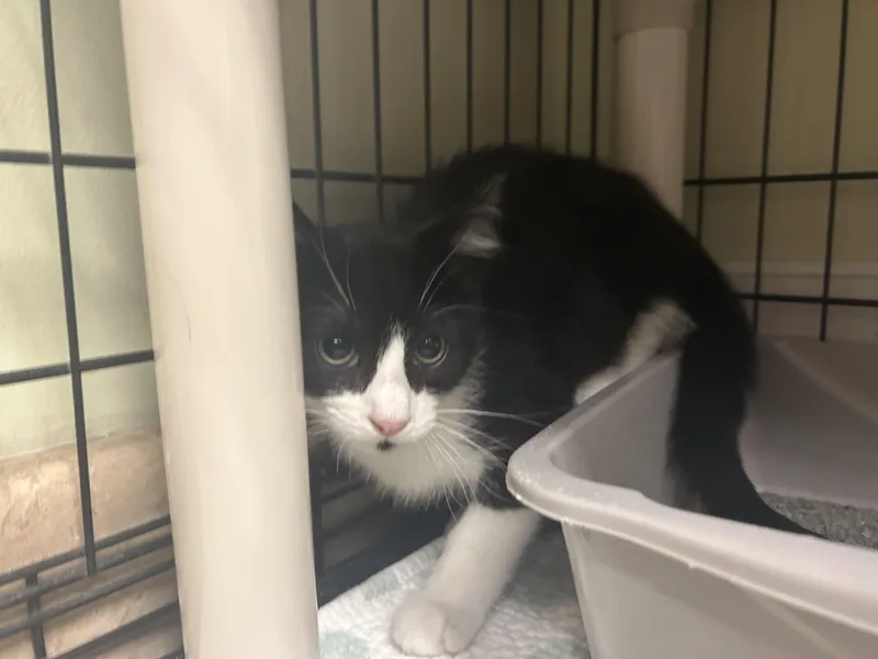 A baby small-sized male Black & White / Tuxedo Domestic Short Hair cat named Knox for adoption in Cape May, NJ