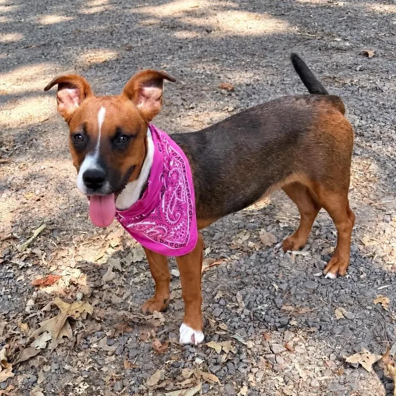 A young medium-sized female Brown / Chocolate Rat Terrier dog named Wendy for adoption in Hackett, AR
