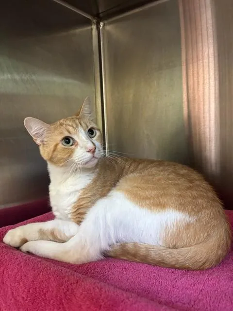 An adult medium-sized male Domestic Short Hair cat named Skylar for adoption in Huntsville, AL