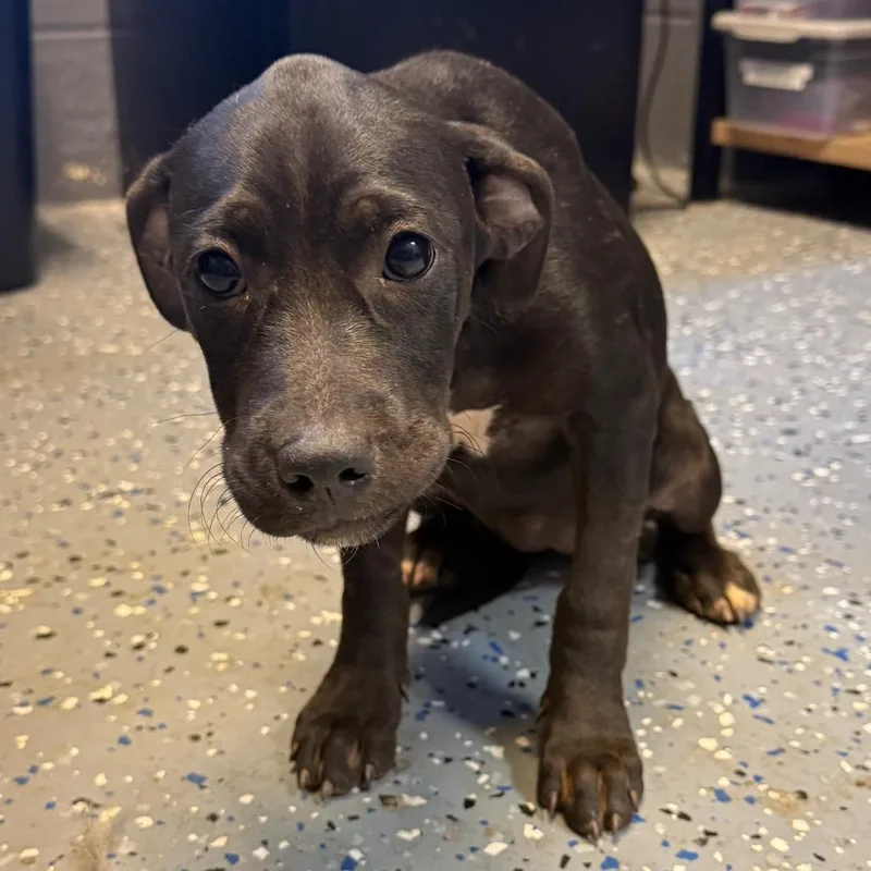 A baby small-sized female Hound dog named Ocean for adoption in Tuscaloosa, AL