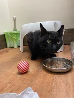 A young large-sized male Black Bombay cat named Darth Vader for adoption in Medford, MA