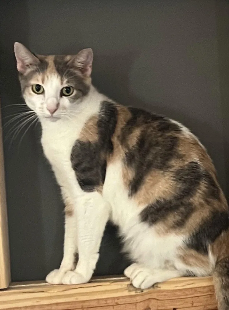 An adult medium-sized female American Shorthair cat named Lillie for adoption in Naples, FL