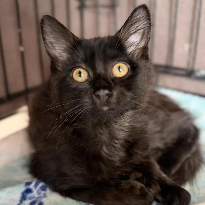 A baby small-sized male Domestic Medium Hair cat named Isla Nublar for adoption in Los Angeles, CA
