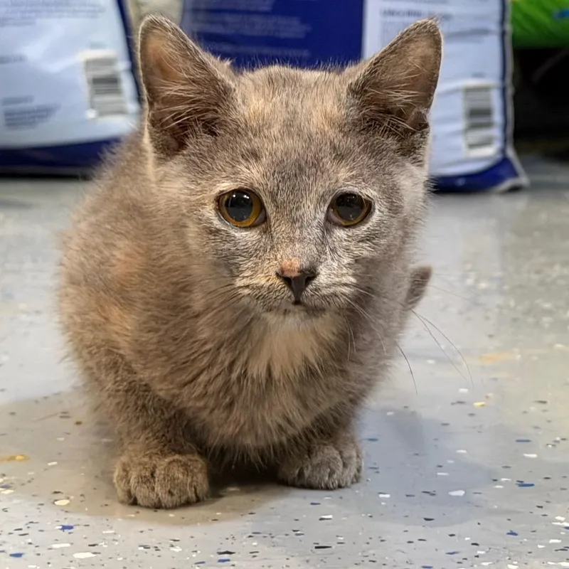 A baby small-sized female Tortoiseshell Domestic Short Hair cat named Tallulah Pearl for adoption in Tustin, CA