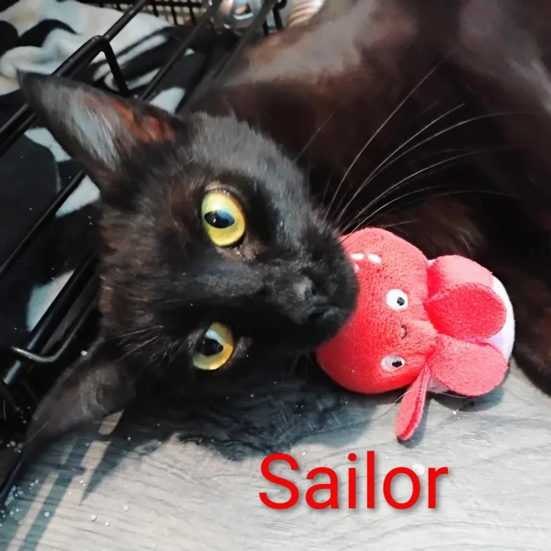 An adult medium-sized female Black Domestic Short Hair cat named Sailor for adoption in Muncie, IN