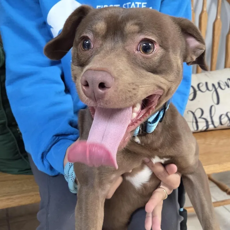 A young small-sized male Brown / Chocolate Mixed Breed dog named Browen for adoption in Camden, DE