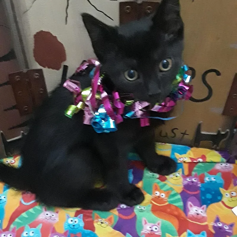 A baby small-sized female Black Domestic Short Hair cat named Celebration Lb Full Of for adoption in Phoenix, AZ
