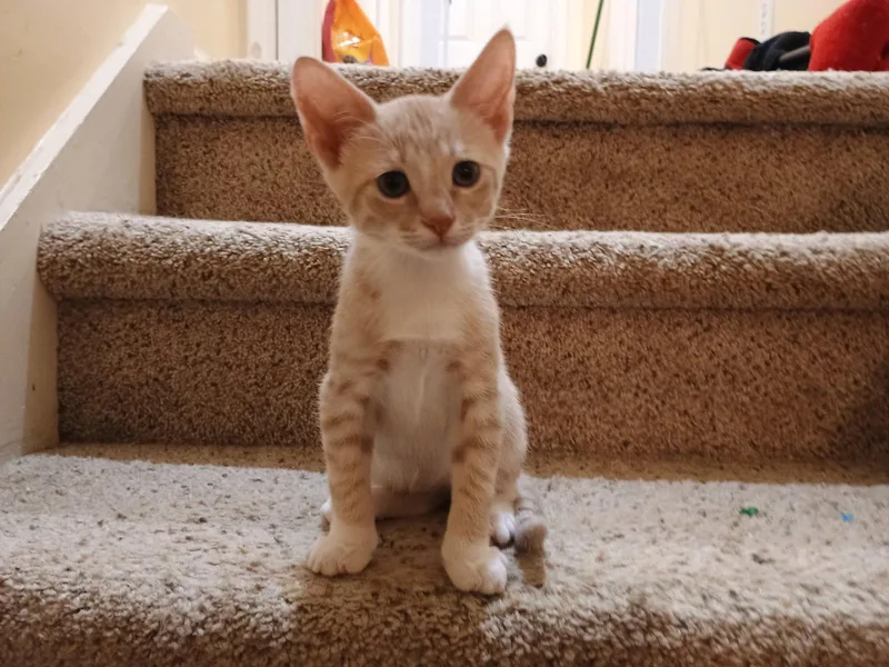 A young medium-sized male Domestic Short Hair cat named Buddy for adoption in Pittsboro, NC