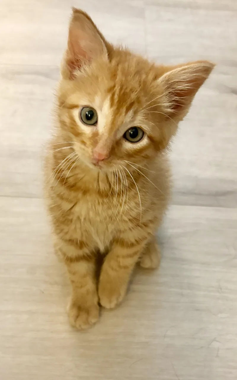 A baby large-sized male Tabby (Orange / Red) Domestic Short Hair cat named Croissant for adoption in Geneseo, IL