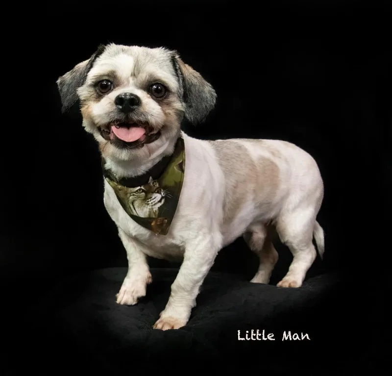 Little Man