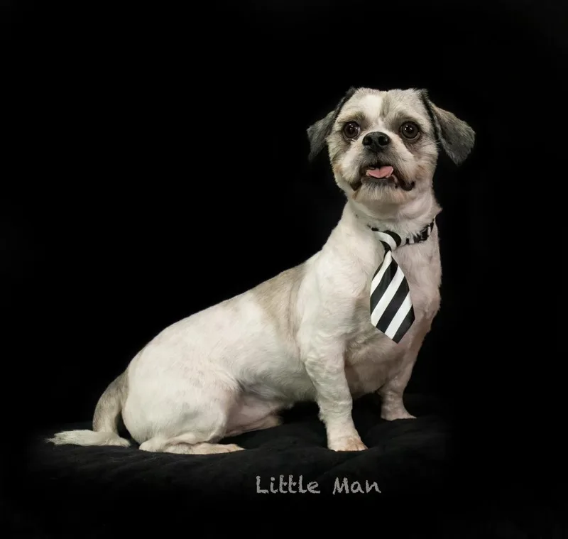 Little Man thumbnail 2