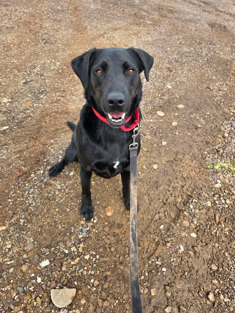 An adult medium-sized male Labrador Retriever dog named Forest for adoption in Roosevelt, UT