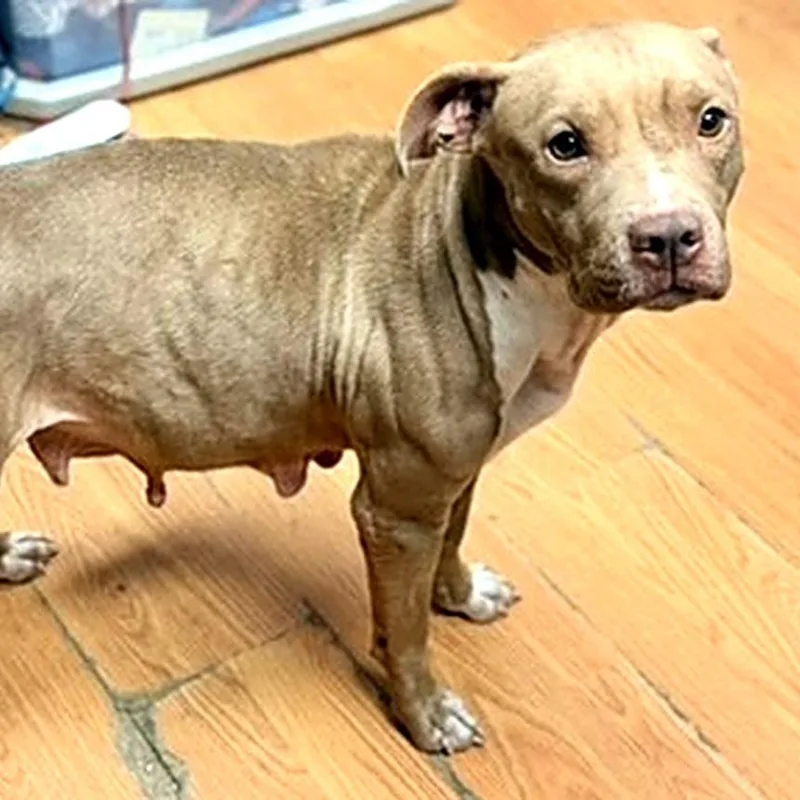 An adult medium-sized female Pit Bull Terrier dog named Momma for adoption in Petersburg, VA