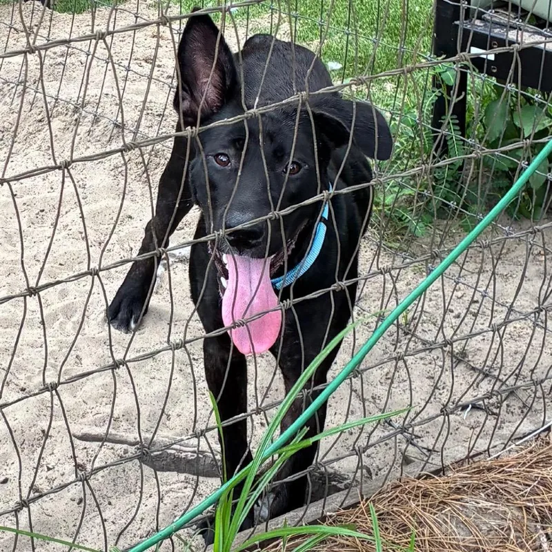 An adult large-sized female Black Mixed Breed dog named Suzy for adoption in Morriston, FL