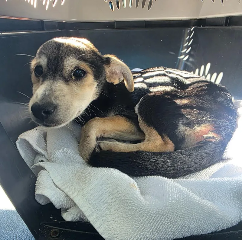 A baby medium-sized female Terrier dog named Twix AC for adoption in Greeneville, TN
