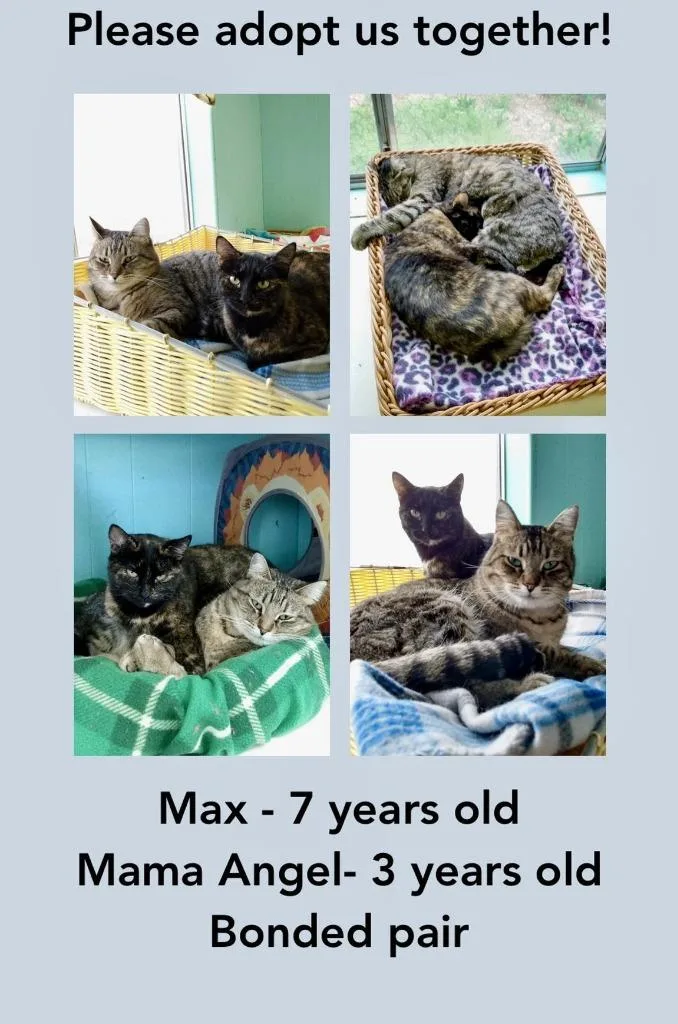 A senior medium-sized male Domestic Short Hair cat named Max for adoption in Ogden, UT