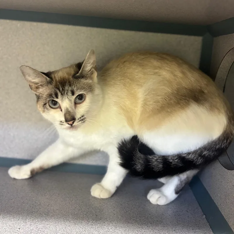 An adult medium-sized female White Domestic Short Hair cat named Mali for adoption in Marshalltown, IA
