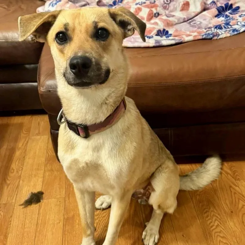 A baby small-sized male Golden Labrador Retriever dog named Wally for adoption in Kokomo, IN