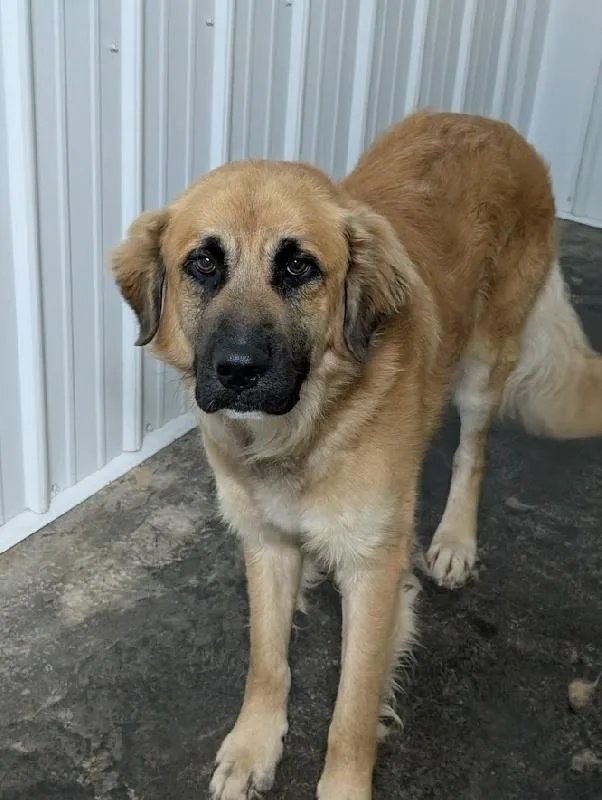 An adult large-sized male Golden Retriever dog named Hardy for adoption in Aurora, IL