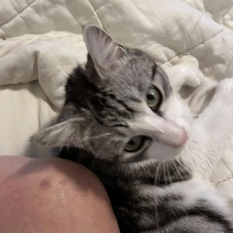 An adult large-sized male Tabby (Gray / Blue / Silver) American Shorthair cat named Ozzy The Polydactyl for adoption in Beverly Hills, CA
