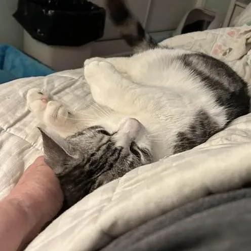 Ozzy The Polydactyl thumbnail 2